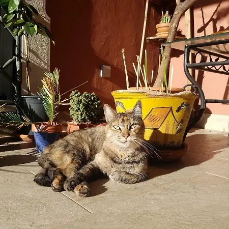 Gato Preto De - Adults Only Bed & Breakfast