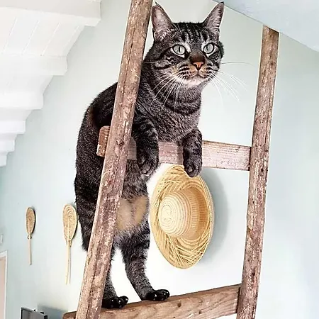 Gato Preto De - Adults Only Silves