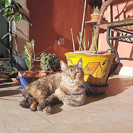 Gato Preto De - Adults Only 4* Silves