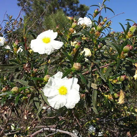 Gato Preto De - Adults Only 4* Silves