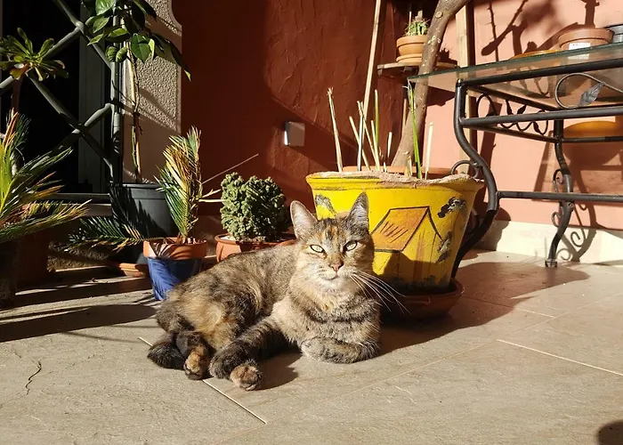 Gato Preto De - Adults Only לינה וארוחת בוקר