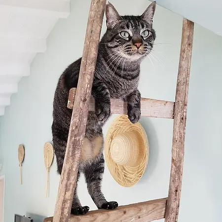 Bed & Breakfast Gato Preto De - Adults Only
